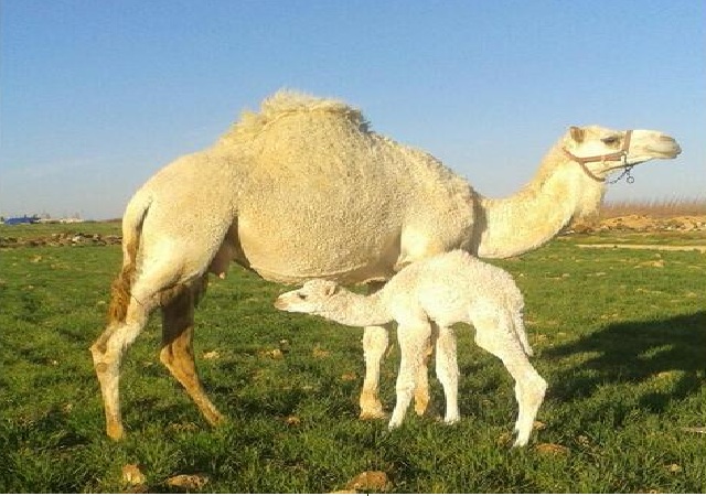 العرايشي : مرض التريبانوسوما الأخطر على حياة الإبل